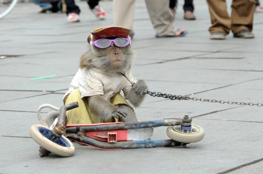 Aksi monyet bergaya pembalap di Kota Tua