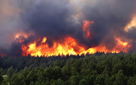 Jago merah melalap hutan belantara Amerika