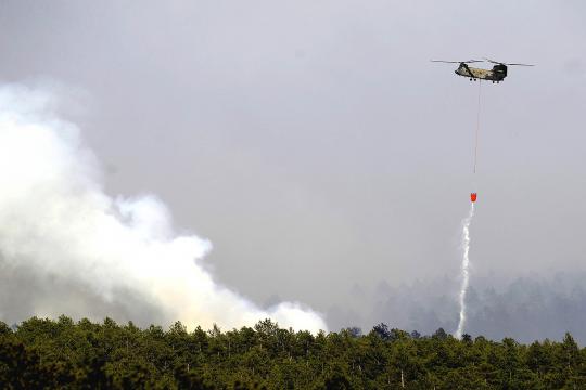 Jago merah melalap hutan belantara Amerika