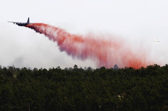 Jago merah melalap hutan belantara Amerika