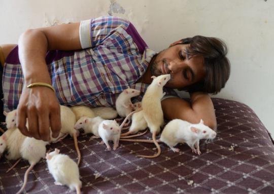 Pria India ini adopsi 50 ekor tikus di rumahnya