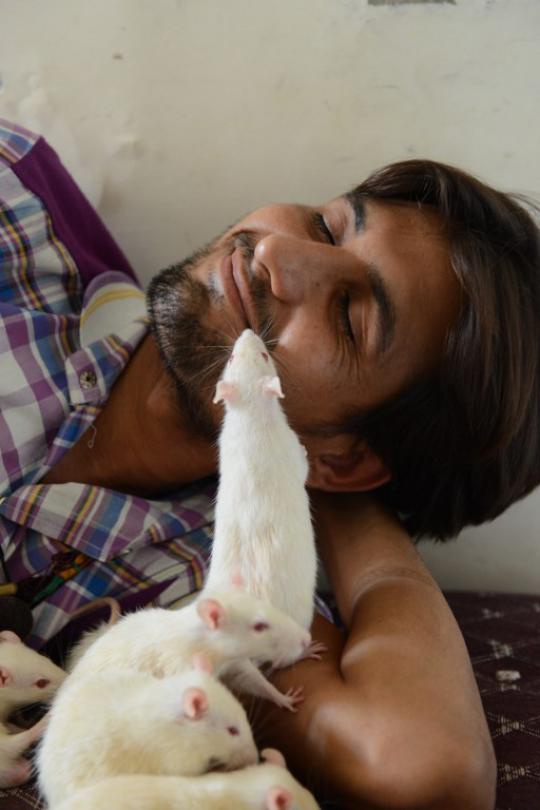 Pria India ini adopsi 50 ekor tikus di rumahnya