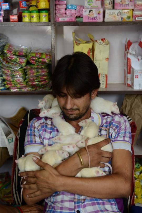 Pria India ini adopsi 50 ekor tikus di rumahnya