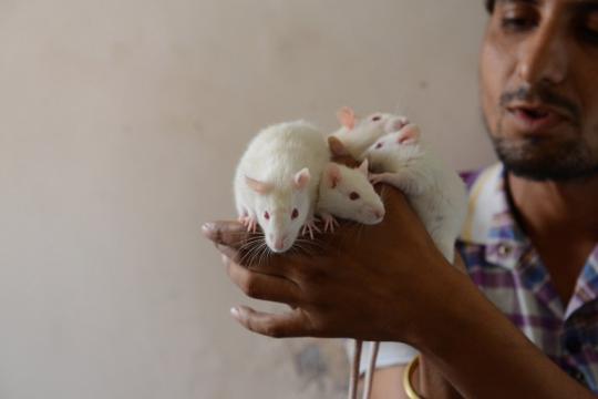 Pria India ini adopsi 50 ekor tikus di rumahnya