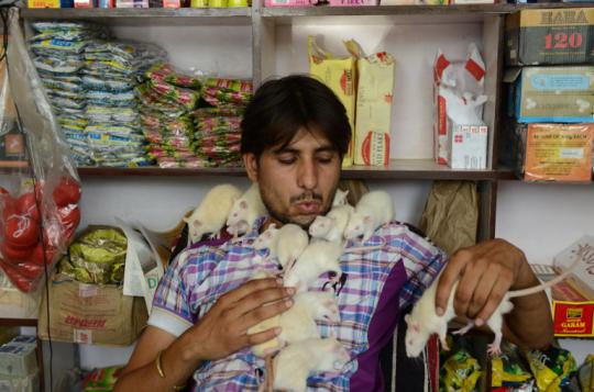 Pria India ini adopsi 50 ekor tikus di rumahnya