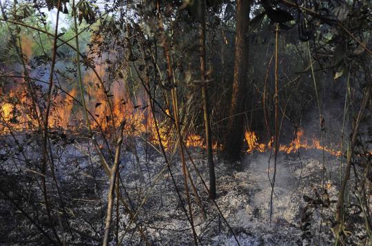 Ini kebakaran hutan di Riau yang kirim asap hingga Malaysia