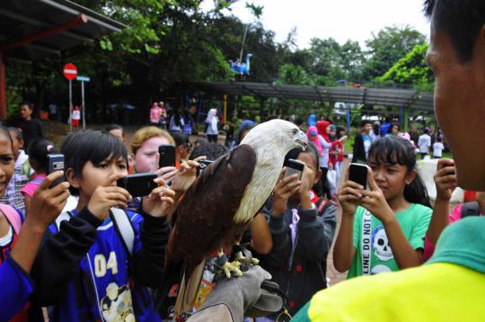 Ular Sanca dan Elang dipamerkan di Parade Satwa Ragunan