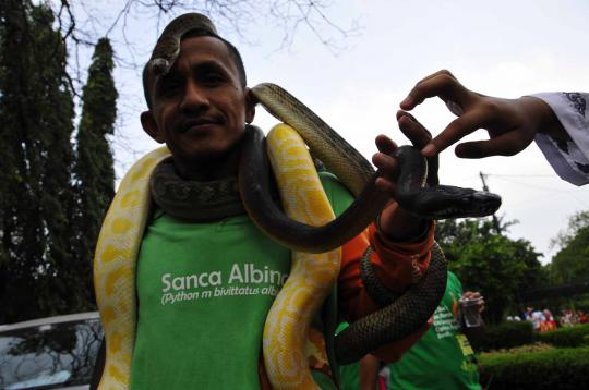 Ular Sanca dan Elang dipamerkan di Parade Satwa Ragunan