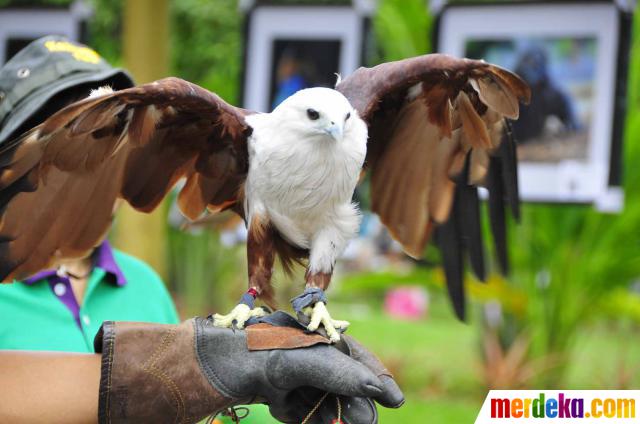 Foto : Ular Sanca dan Elang dipamerkan di Parade Satwa 