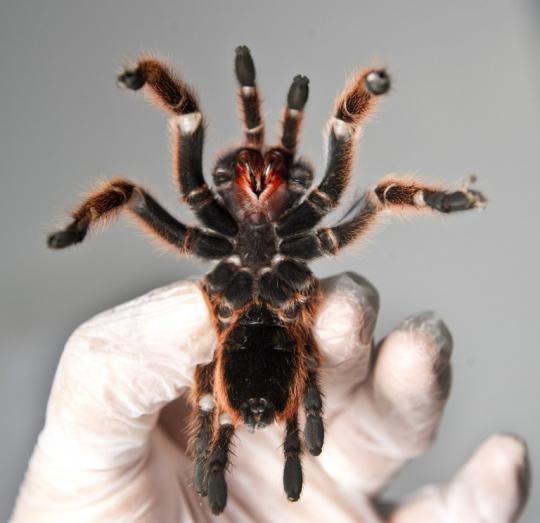 Melihat peternakan laba-laba tarantula di Santiago