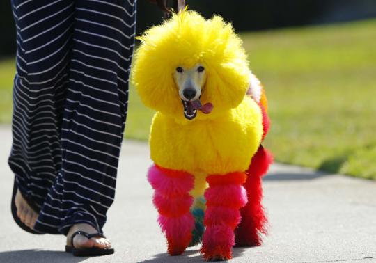 Ketika si lucu anjing pudel berdandan warna-warni