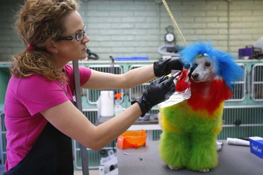 Ketika si lucu anjing pudel berdandan warna-warni