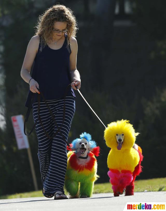 Foto : Ketika si lucu anjing pudel berdandan warna-warni 