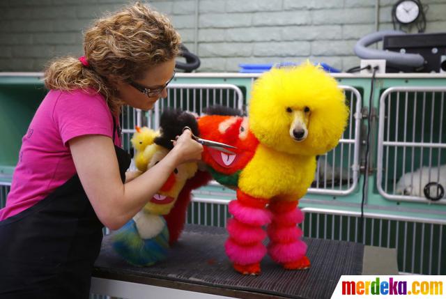 Foto Ketika Si Lucu Anjing Pudel Berdandan Warna Warni Merdeka Com