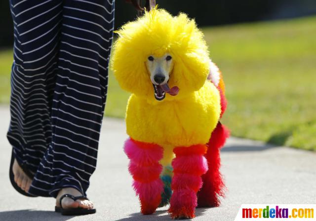 Foto : Ketika si lucu anjing pudel berdandan warna-warni 