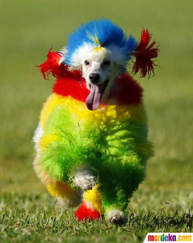 Foto Ketika si lucu anjing  pudel berdandan warna  warni  