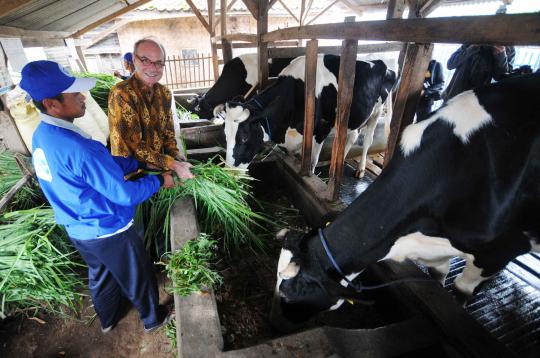 Frisian Flag jalin kerjasama dengan peternak sapi perah lokal