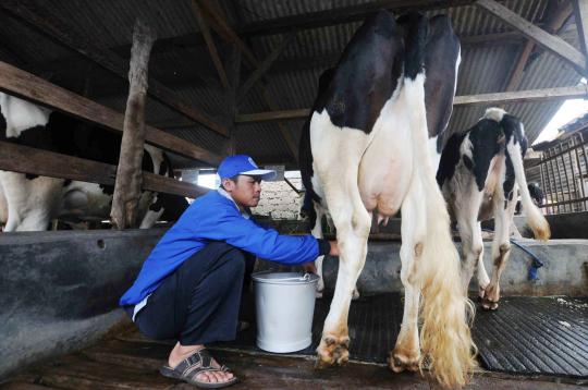 Frisian Flag jalin kerjasama dengan peternak sapi perah lokal