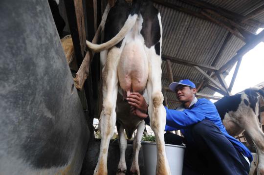 Frisian Flag jalin kerjasama dengan peternak sapi perah lokal