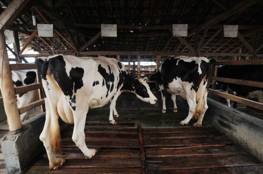 Frisian Flag jalin kerjasama dengan peternak sapi perah lokal