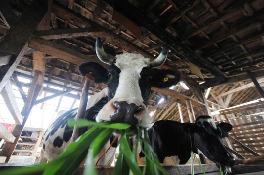 Frisian Flag jalin kerjasama dengan peternak sapi perah lokal