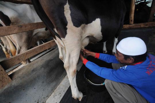 Frisian Flag jalin kerjasama dengan peternak sapi perah lokal