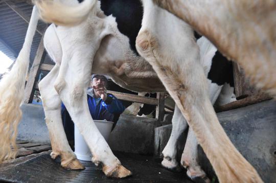 Frisian Flag jalin kerjasama dengan peternak sapi perah lokal