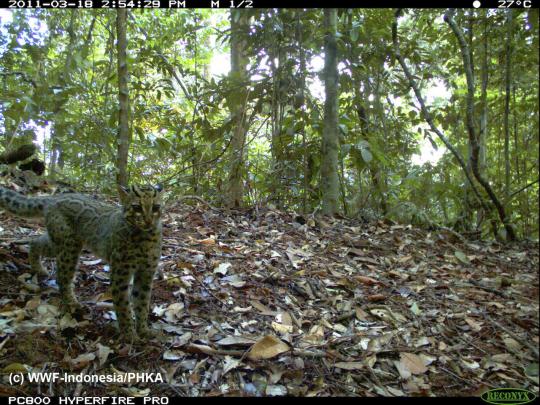 Penampakan macan dan harimau Sumatra yang terancam punah