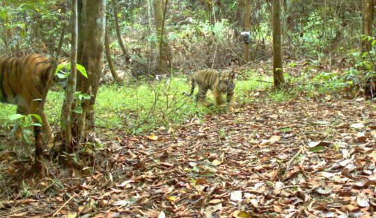 Penampakan macan dan harimau Sumatra yang terancam punah