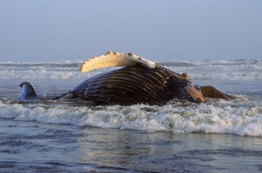 Paus 6 ton terdampar di Pantai Santa Rosa