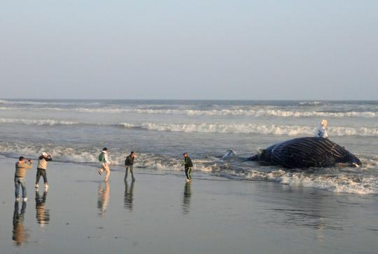 Paus 6 ton terdampar di Pantai Santa Rosa