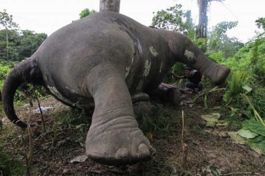 Ini kondisi gajah Sumatera yang mati dimutilasi di Aceh Tengah