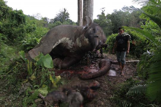 Ini kondisi gajah Sumatera yang mati dimutilasi di Aceh Tengah