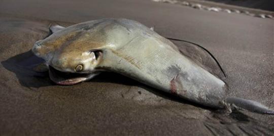 Tidak laku dijual, ratusan ikan pari dibuang hingga mati
