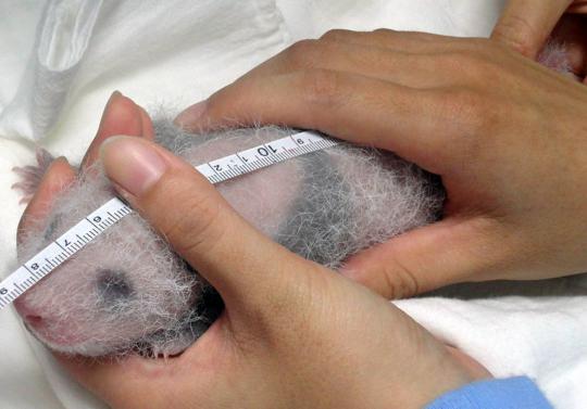Lucunya bayi panda Yuan Yuan