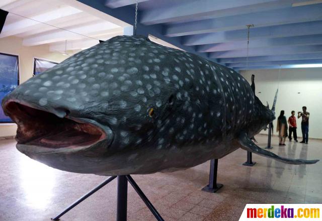  Foto  Museum pamerkan hiu tutul  seberat 16 ton merdeka com