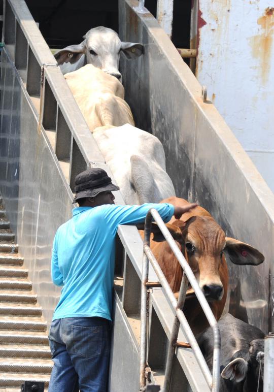Ribuan sapi impor asal Australia tiba di Jakarta
