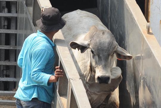 Ribuan sapi impor asal Australia tiba di Jakarta