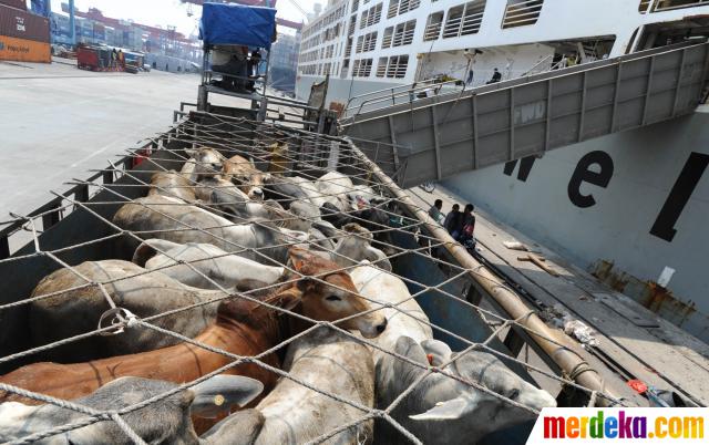 Foto : Ribuan sapi impor asal Australia tiba di Jakarta 