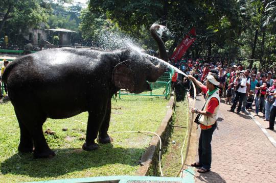 Ribuan pengunjung Ragunan antusias beri makan gajah