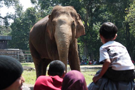 Ribuan pengunjung Ragunan antusias beri makan gajah
