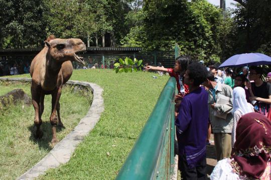 Ribuan pengunjung Ragunan antusias beri makan gajah