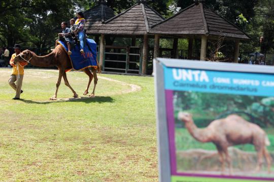 Ribuan pengunjung Ragunan antusias beri makan gajah