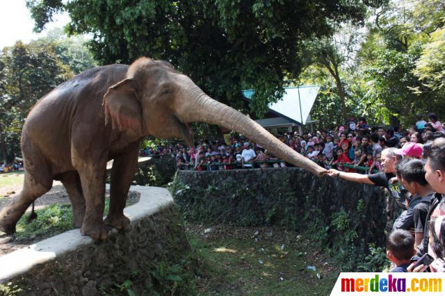 Foto : Ribuan pengunjung Ragunan antusias beri makan gajah 