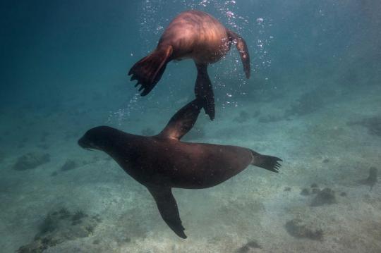 Mengenal berbagai jenis hewan langka di Taman Nasional Galapagos