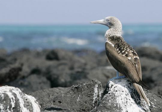 Mengenal berbagai jenis hewan langka di Taman Nasional Galapagos