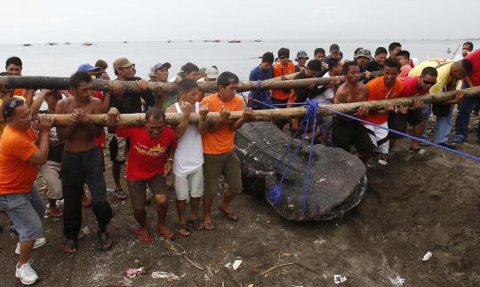 Hiu paus seberat 300 kg ditemukan mati di pesisir Manila