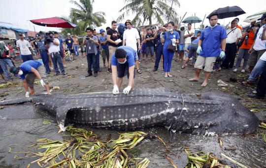 Hiu paus seberat 300 kg ditemukan mati di pesisir Manila