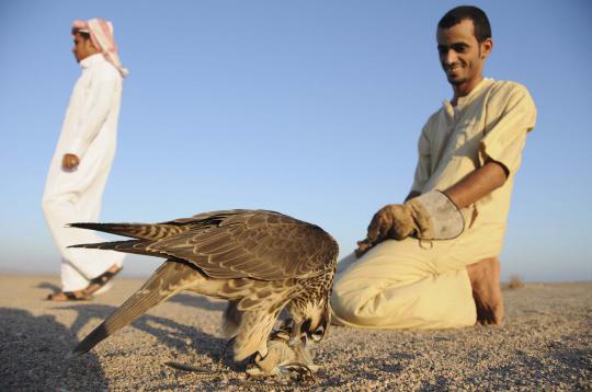 Falconry, berburu bersama elang kegemaran raja di Arab Saudi