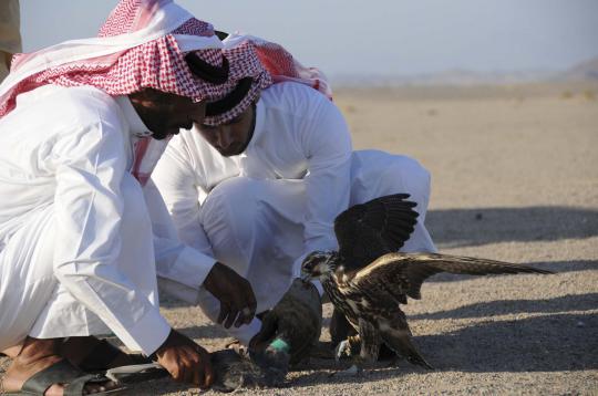 Falconry, berburu bersama elang kegemaran raja di Arab Saudi